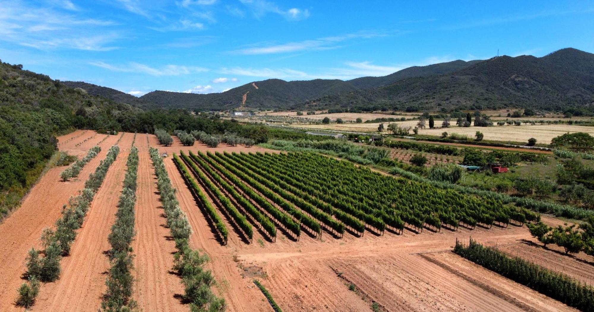 Agriturismo La Sassicaia Castiglione della Pescaia Ngoại thất bức ảnh