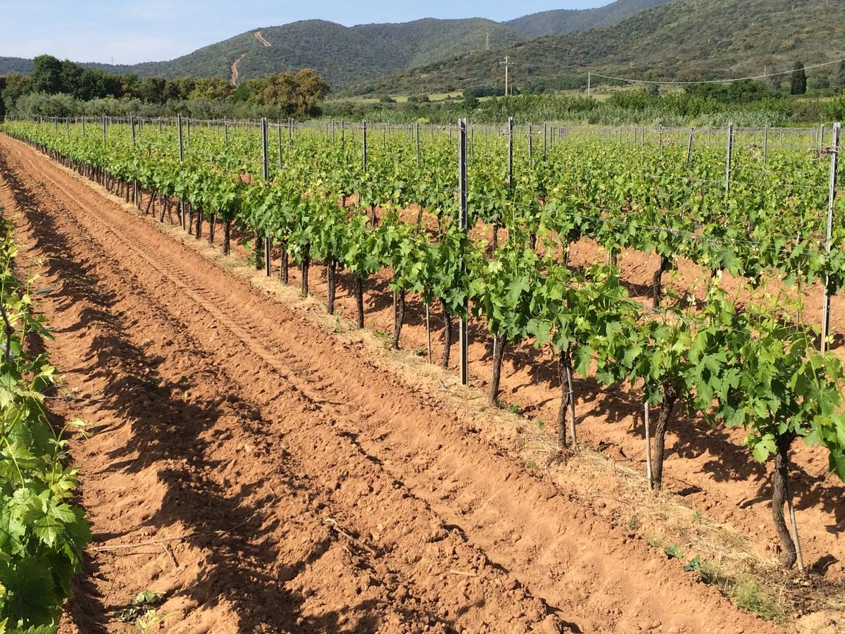 Agriturismo La Sassicaia Castiglione della Pescaia Ngoại thất bức ảnh